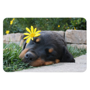Rottweiler Magnet