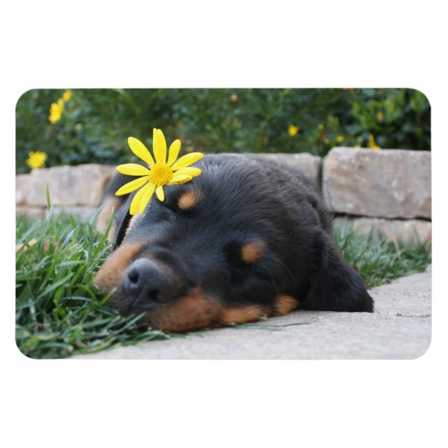 Rottweiler Magnet (Horizontal)