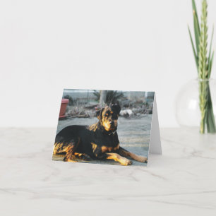 Rottweiler Note Card - blank
