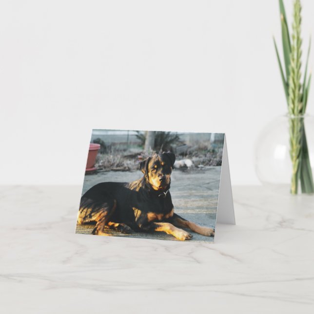 Rottweiler Note Card - blank (Front)