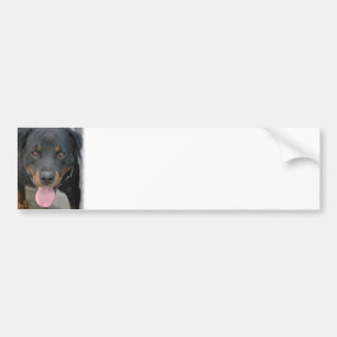 Rottweiler Picture Bumper Sticker