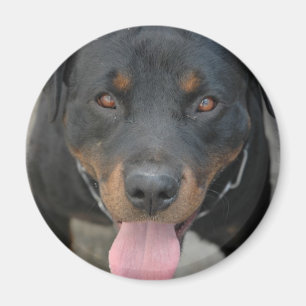 Rottweiler Picture Round Magnet