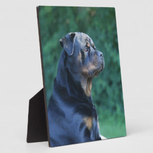 Rottweiler plaque