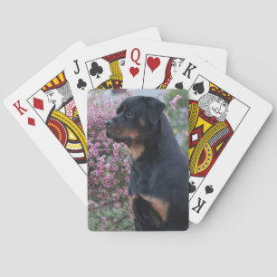 Rottweiler Playing Cards