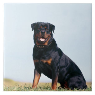 Rottweiler Portrait Ceramic Photo Tile