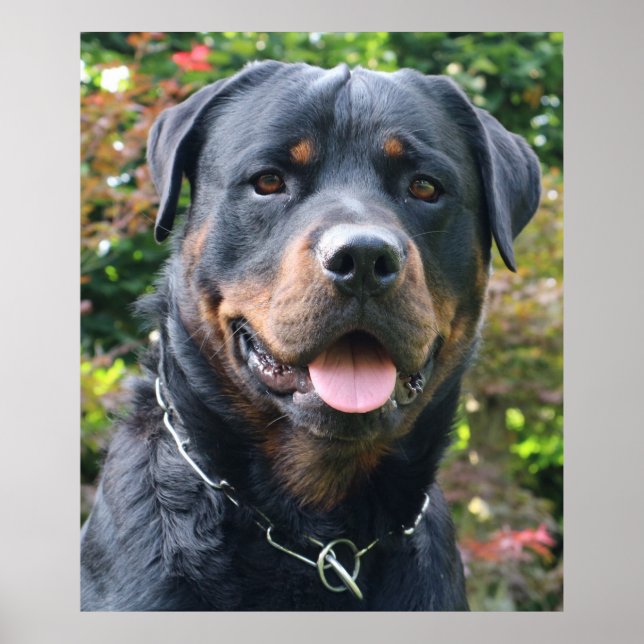 Rottweiler portrait poster (Front)