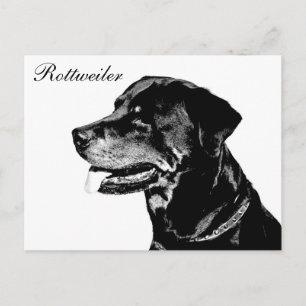 Rottweiler postcard