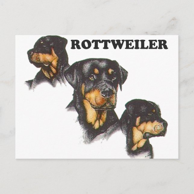 Rottweiler Postcard (Front)