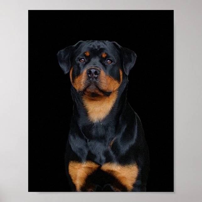 Rottweiler   poster (Front)