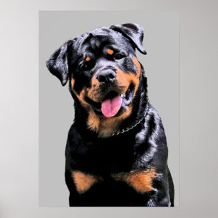 Rottweiler Poster