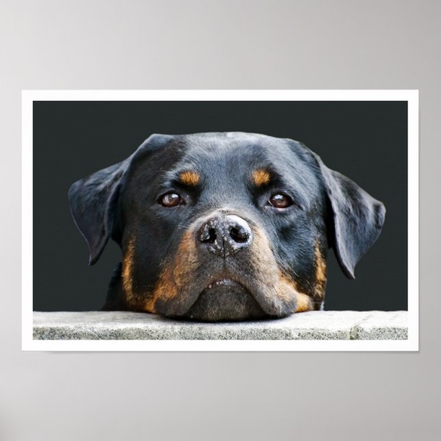 Rottweiler Poster (Front)