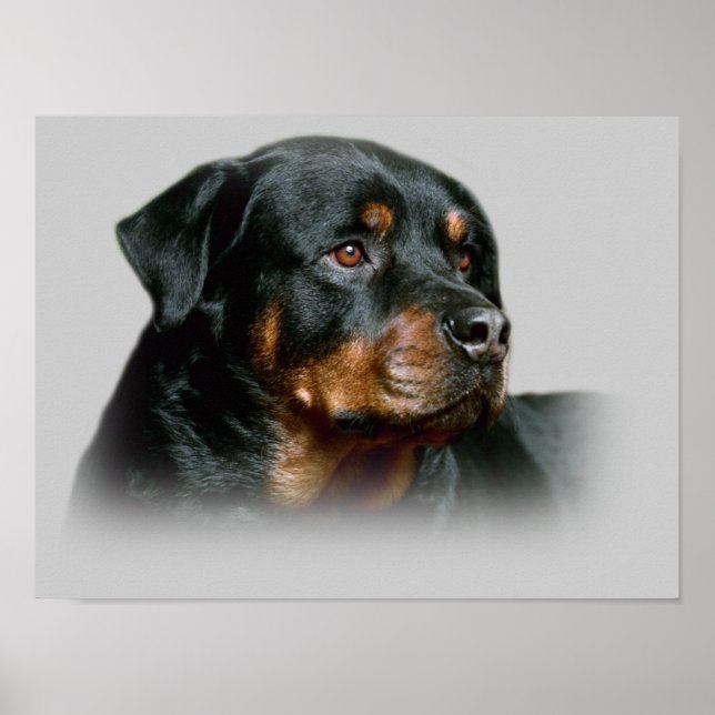 Rottweiler Print (Front)