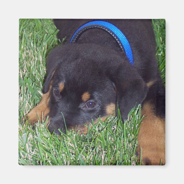 rottweiler pup. magnet (Front)