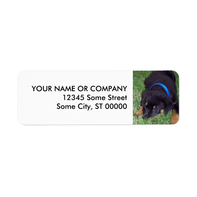 rottweiler pup. return address label (Front)