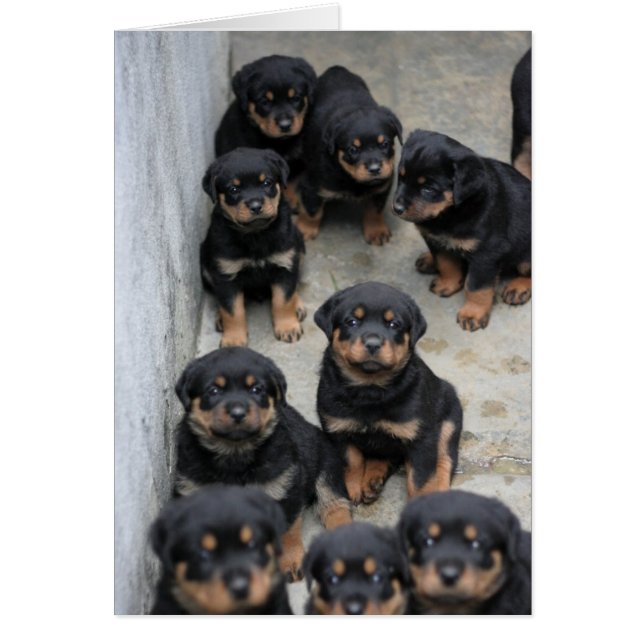 Rottweiler Puppies (Front)