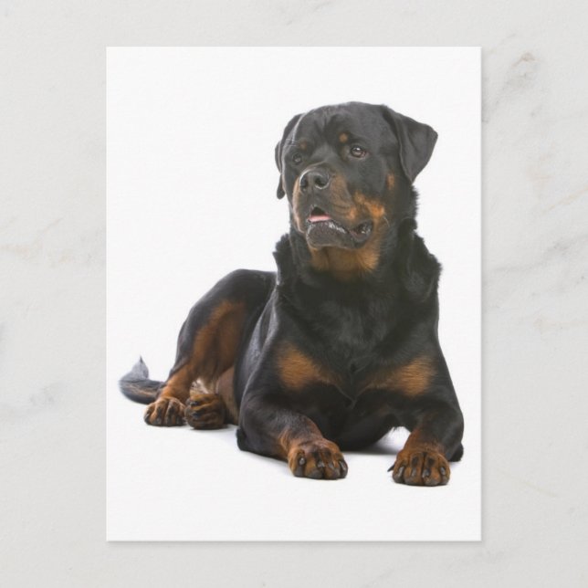 Rottweiler Puppy Dog Blank Postcard (Front)