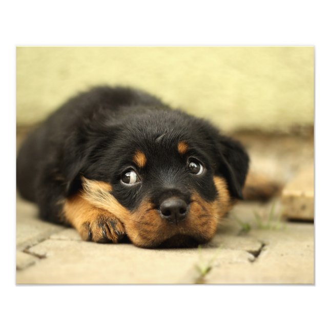 Rottweiler puppy dog curious about life photo print (Front)