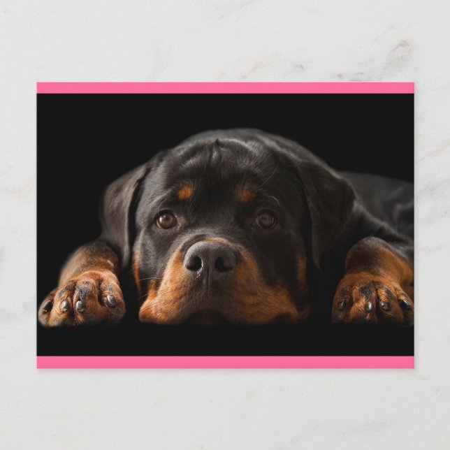 Rottweiler Puppy Dog Greeting Postcard - Blank (Front)