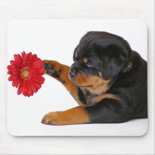 Rottweiler  Puppy Dog with Gerbera Daisy  Mousepad