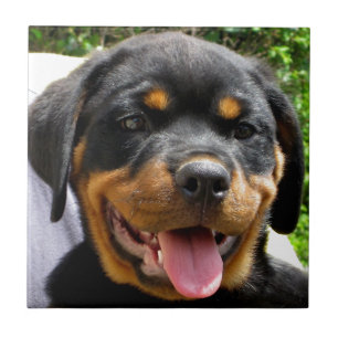 Rottweiler puppy face Dog Cute Ceramic Tile