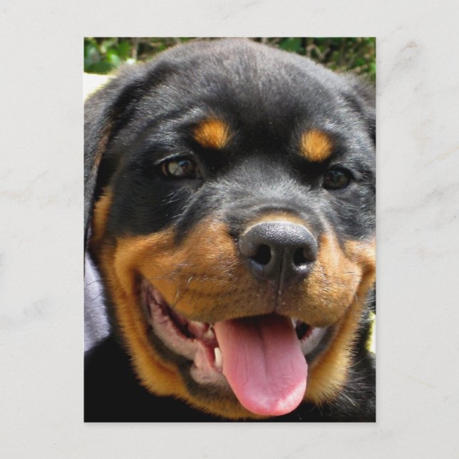 Rottweiler puppy face Dog Cute Postcard (Front)