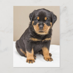 Rottweiler puppy portrait postcard