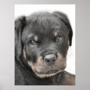 Rottweiler puppy Poster
