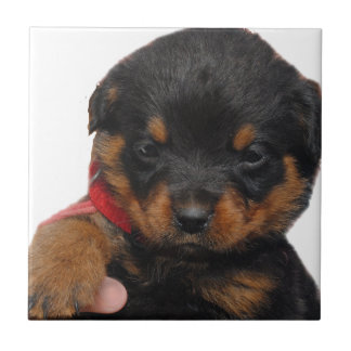 Rottweiler Puppy Red Ceramic Tile