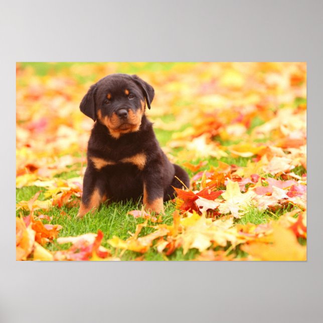 Rottweiler Puppy Sitting In Autumn Leaves Poster (Front)