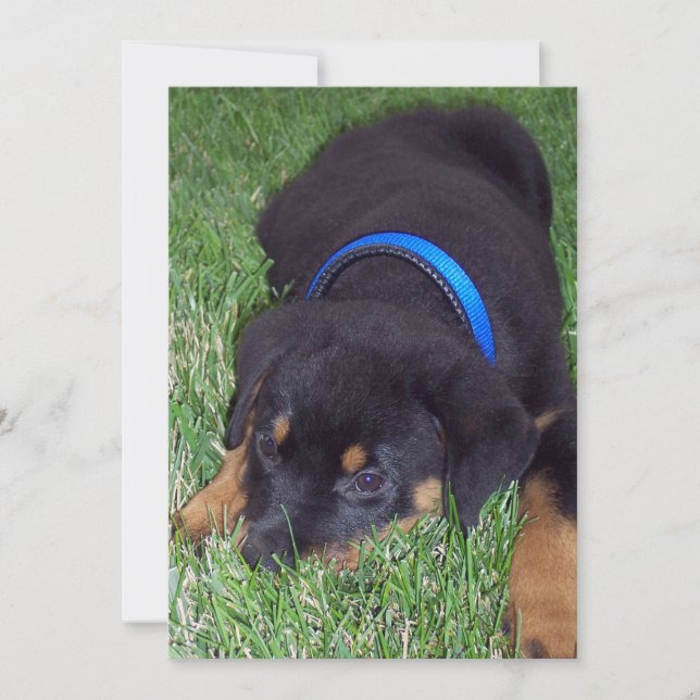 rottweiler pups invitation (Front)