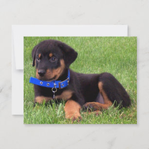 rottweiler pups invitation