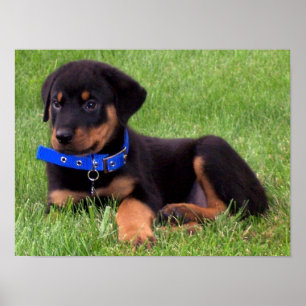 rottweiler pups. poster