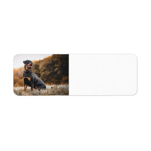 rottweiler sitting in frosty grass return address label
