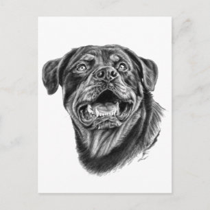 Rottweiler Sketch Postcard