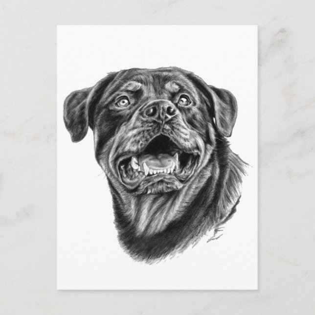 Rottweiler Sketch Postcard (Front)