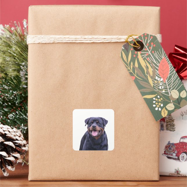 Rottweiler Square Sticker (Holiday)