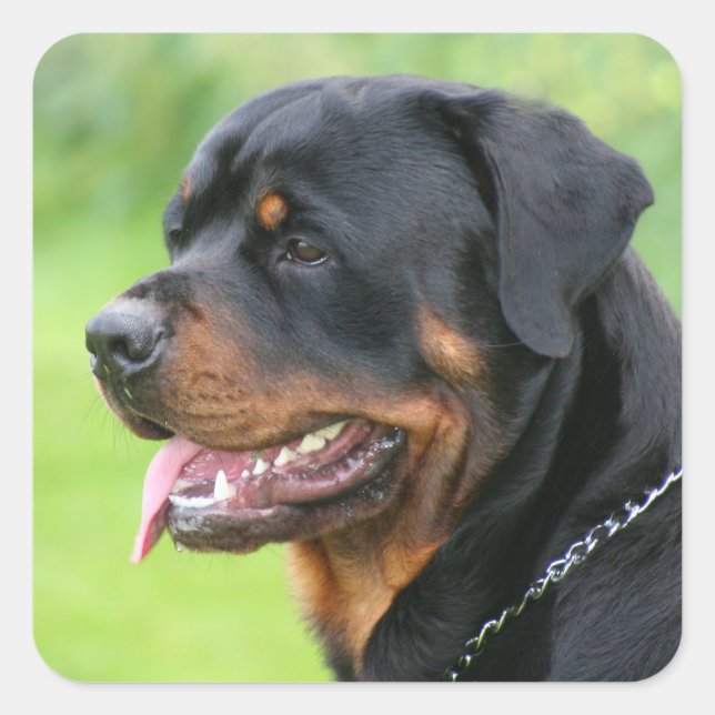 rottweiler square sticker (Front)