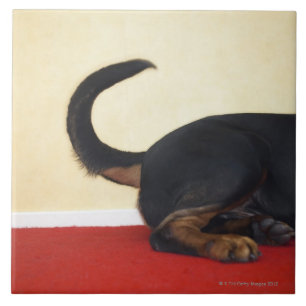 Rottweiler wagging tail, hind section ceramic tile