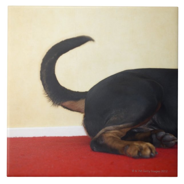 Rottweiler wagging tail, hind section ceramic tile (Front)