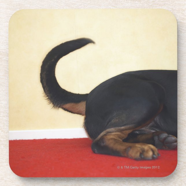 Rottweiler wagging tail, hind section coaster (Front)