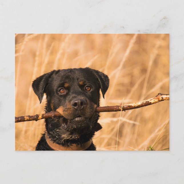 Rottweiler With A Stick Postcard (Front)