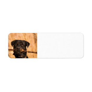 Rottweiler With A Stick Return Address Label