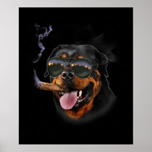 Rottweiler With Cigar Wearing Aviator Sunglass Poster