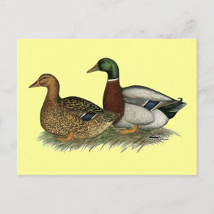 Rouen Ducks Postcard