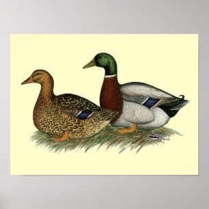 Rouen Ducks Poster
