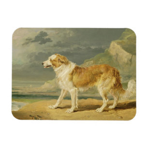 Rough-coated Collie, 1809 (oil on board) Magnet
