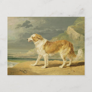 Rough-coated Collie, 1809 (oil on board) Postcard