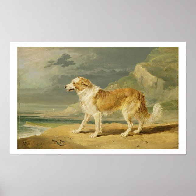 Rough-coated Collie, 1809 (oil on board) Poster (Front)