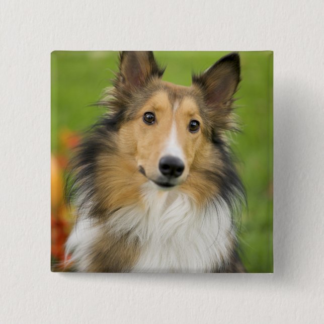 Rough Collie, dog 15 Cm Square Badge (Front)