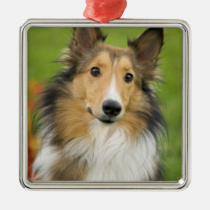 Rough Collie, dog Metal Ornament